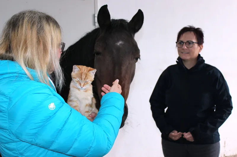 Hofkatze und Pferd – Alltag auf dem Hof
