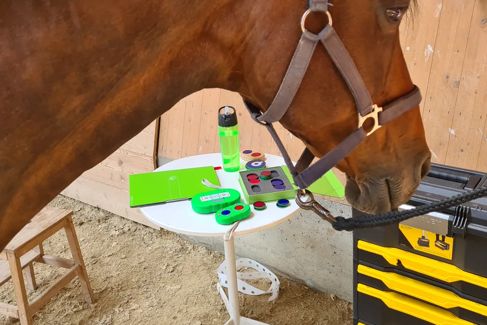 Pferd bei einer Anwendung im Stall