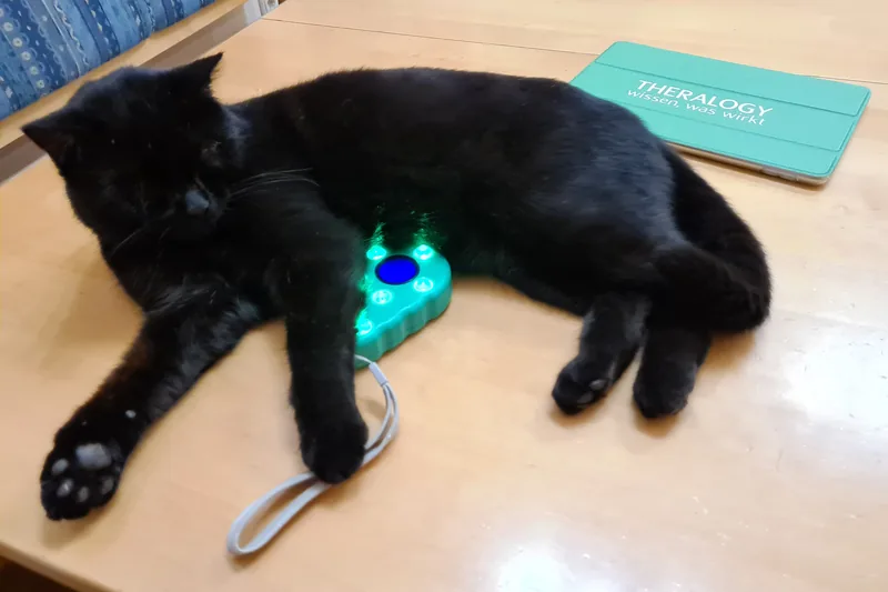 Unsere Katze neben den Trainingsgeräten
