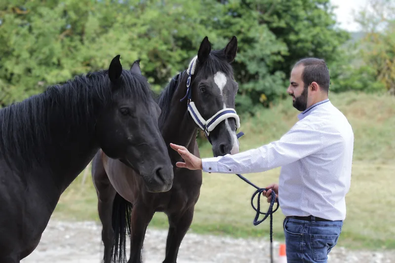 Begegnung zwischen Mensch und Pferd